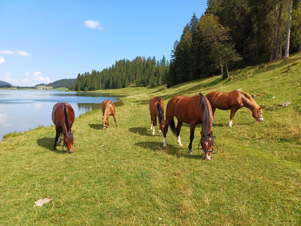 Balade-baignade au bord du lac